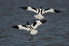 David Plant Photography - Wildlife Photography - Avocet - R